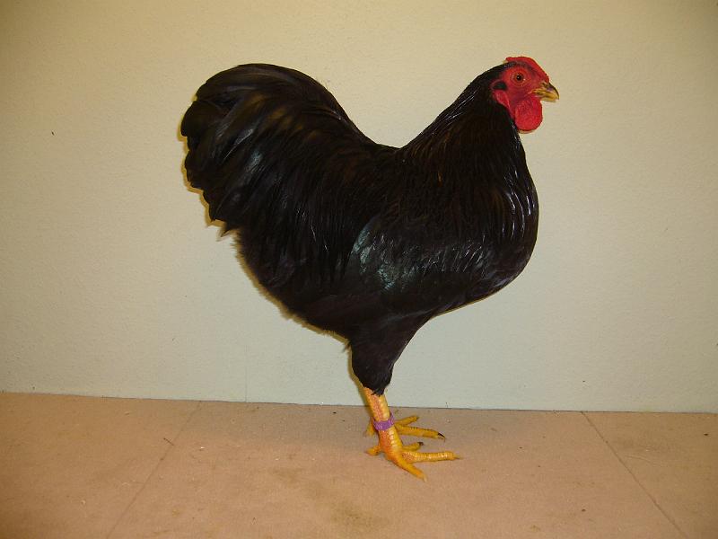 Munster 2009 159.jpg - Zwerg Wyandotten schwarz von Patrik Lehde